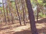 Кончи в мою киску/ лес / прошу в публичном месте - Screenshot 15 of 16 - Doggystyle Pov
