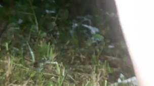 Outdoor pissing in the park