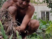 Garlic has ripened in the garden. 12/16