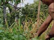 Garlic has ripened in the garden. 4/16