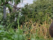 Garlic has ripened in the garden. 5/16