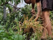 Garlic has ripened in the garden. 6/16