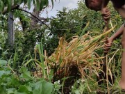 Garlic has ripened in the garden. 7/16