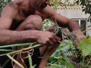 Garlic has ripened in the garden. 8/16