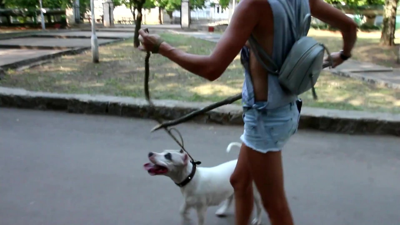 Sexy jeans Shorts Side boob and Nip slip during pitbull walk in the city - Free Sex Video - RedTube