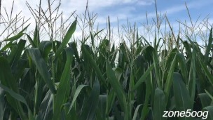Corn Inspection