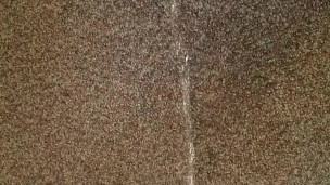 Carpet piss 
