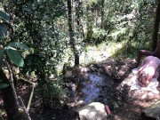 11 INCH BBC PAWG OUTDOOR SUCK & FUCK - @elKonguito & @sweetauroramae 8/16