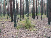 Walking through the forest looking for mushrooms.  Fuck and loud orgasm. 2/16