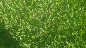 Sexy barefoot teen walks through grass 
