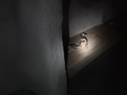 Monster Tale Code: F - 001 - PV 2/16