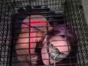 Master caged his tiny 
