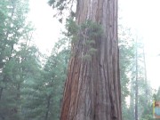 ^Great Voyeur Booty^ Following my tour guide around as she shows me the forests