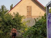 Apples ripen in the garden. 11/16