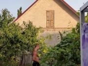 Apples ripen in the garden. 6/16