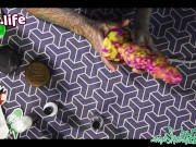 BAD DRAGON UNBOXING - SEX TOY XXL DILDO ANAL - Anuskatzz and Lily Lu more FREE clips on our YOUTUBE 10/16