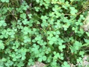 I went for a walk in the woods, and got lucky twice!