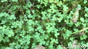 I went for a walk in the woods, and got lucky twice!