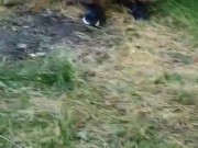 Best PUBLIC UPSKIRT COMPILATION - CANDID 7/16