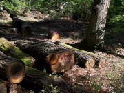 Nackte Muschi auspeitschen direkt am Waldweg 13/16