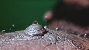 GIANT NIPPLE