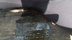 Public pissing in the woods 
