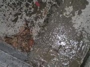 Quick Pee Outside  - Screenshot 9 of 16 - Pee