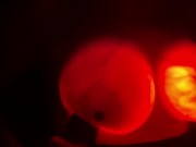 Glow In The Dark Boobs. Boob Nightlights. PBelle27 12/16