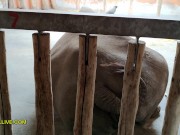 Horny Latina with Thick, Juicy Booty Seduces Her Stepbrother When They Visit the Zoo 5/16