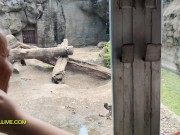 Horny Latina with Thick, Juicy Booty Seduces Her Stepbrother When They Visit the Zoo 6/16