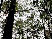 Вышла на прогулку в лес и увидела, как пара лесби трахается. Сняла их на скрытую камеру 1/16