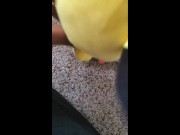 Pichu fucks Plusle uncensored 14/16