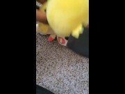 Pichu fucks Plusle uncensored 7/16