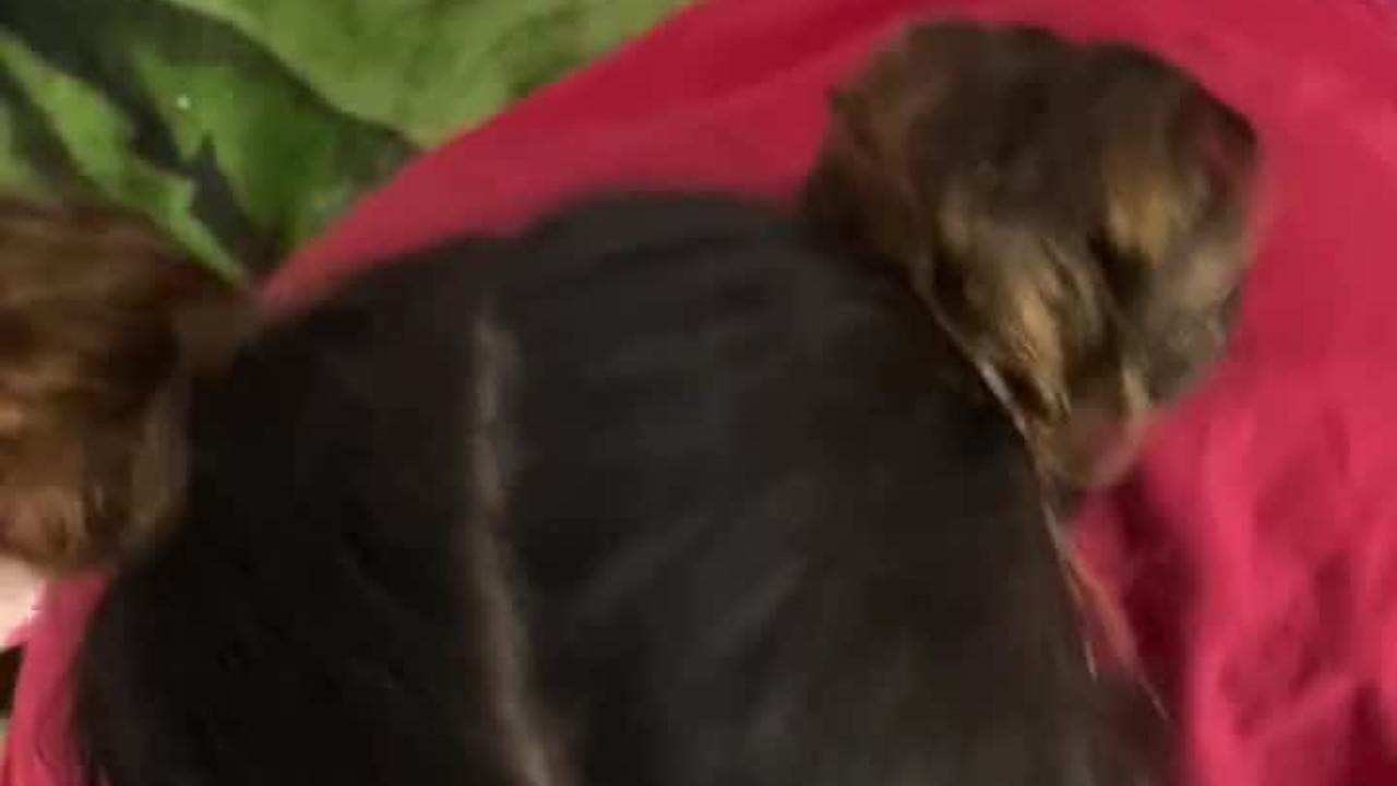 Daddys little whore - Darmowe seks wideo - RedTube