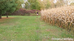Sexy Ebony Jogger Can't Hold Her Pee and Wets Her Tight Shorts - AllNaturalAbby
