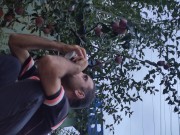 I pick an apple. 13/16