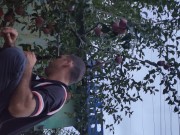 I pick an apple. 14/16