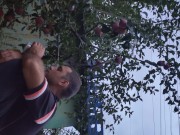 I pick an apple. 15/16