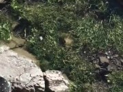 tattooed girl gives blowjob at beach  1/16