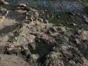 tattooed girl gives blowjob at beach  9/16