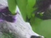 TripPY DizZy PisS 5/16