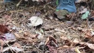 Caught peeing in the woods 