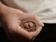 Swedish dick growing 11/16