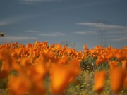 A Anna Blu se perdeu e eu a ajudei a achar o caminho da minha buceta - Anna Blu 2/16