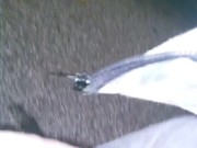 Bbc dick flash