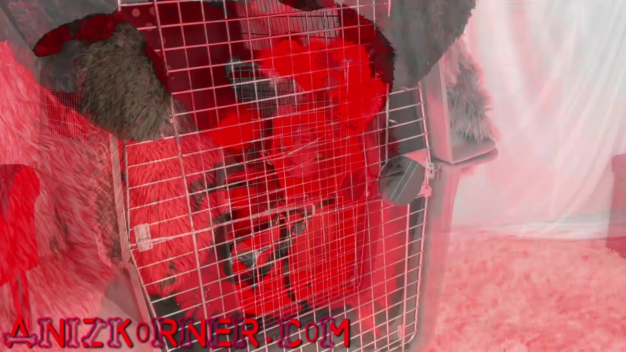 Deluxxx Intro to Groupie Dog Slut Part 2 - fun filthy freebie - Free Sex Video - RedTube
