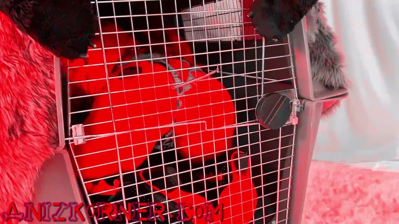Deluxxx Intro to Groupie Dog Slut Part 2 - fun filthy freebie - Free Sex Video - RedTube