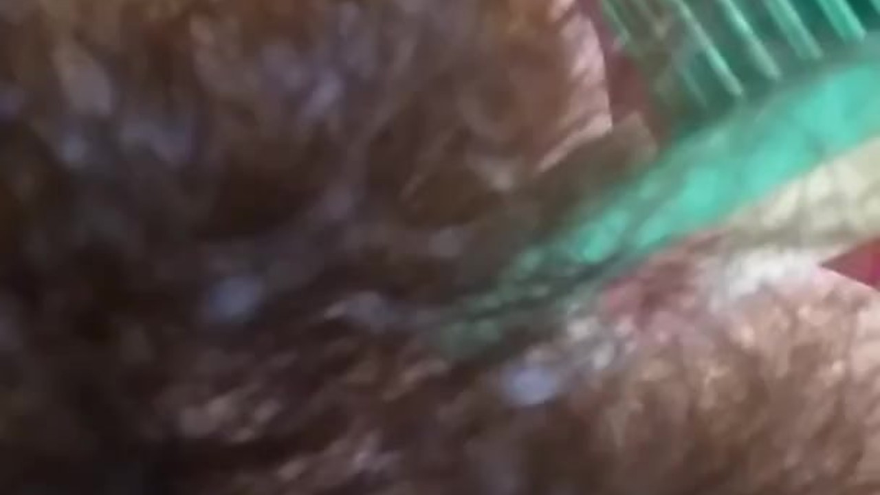 OnlyFan Tipped me to Fuck My Hairy Pussy Gspot LIVE Made in China HAIR BRUSH so I made a Video Too - Darmowe seks wideo - RedTube