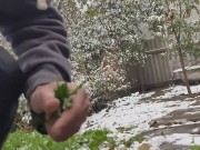 It seems that this parsley is not afraid of snow or frost. 1/16
