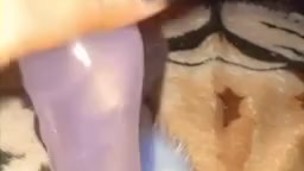 Kitten playing with the cat with her tail in 